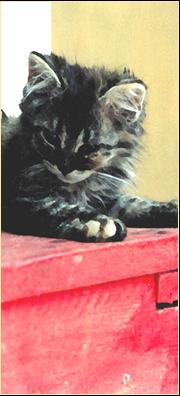 Massimo Tinetti - La Casa Che Fece Sorridere I Gatti - Biografia