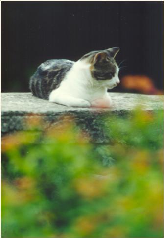 Massimo Tinetti - La Casa Che Fece Sorridere I Gatti - Indice del Romanzo